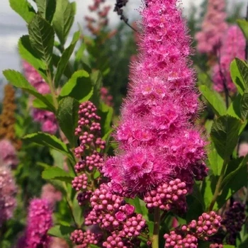 Саджанці спіреї Білларда Тріумфанс (черенкований) - 1-річний
