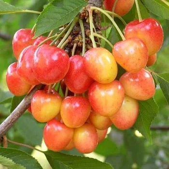 саженцы колоновидной черешни Брянская Розовая (привитый) - 2-летний