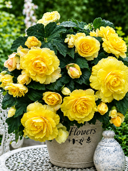 Бегонія Cascade Odorosa Yellow Flame
