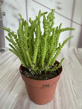 Крассула Crassula lycopodioides D8 см Суккулент Комнатное растение