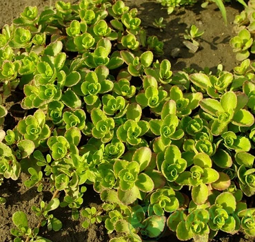 Очиток ложний / Sedum spurium P9