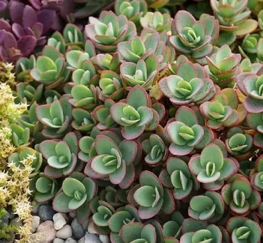 Очиток Седум Лайм Зингер (Sedum Sunsparkler Lime Zinger) Р9