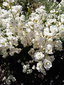 Арабис Кавказский Плена/Ризуха. (Arabis caucasica Plena) Р9