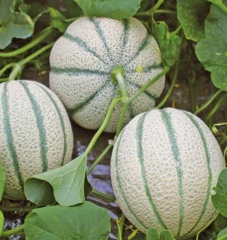 Дыня Ортолани Hortus/Италия 20 шт
