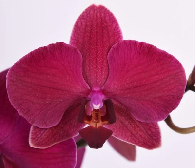 Орхідея (підліток зараз без квітів) TopDreams фаленопсис Phal Grandiflora Burgundy Red квіти 8,5 см 1.7 (торфстакан)