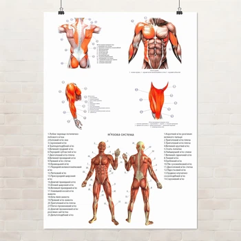 Постер Мышечная система человека (укр.яз), медицинский плакат, A2 60×43 см (id6301)