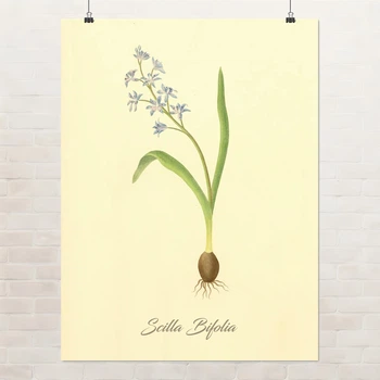 Постер Ботаническая иллюстрация, Scilla Bifolia, растения, интерьерный постер, A3 40×30 см (id7155)