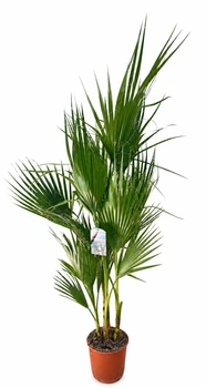 Пальма Washingtonian Robustata , горщик ⌀21, висота 130-150см