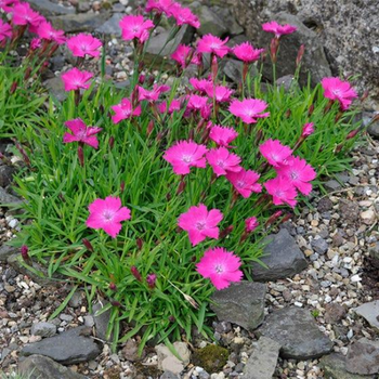 Гвоздика альпийская (Dianthus alpinus) С3