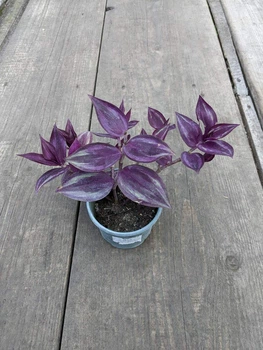 Традесканция зебрина Purple в горшке 400 мл