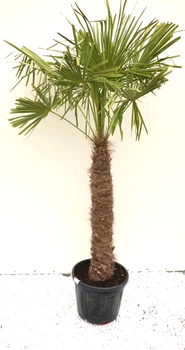 Пальма Трахікарпус Форчуна Trachycarpus Fortunei, стовбур 120 см, горщик 70 л — велика морозостійка віялова пальма