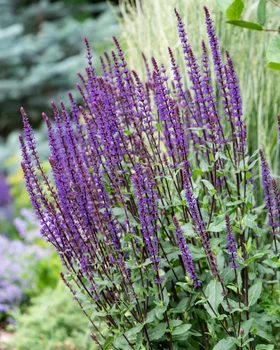 Шавлія Caradonna (Salvia nemerosa "Caradonna")