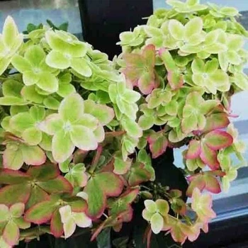 Гортензія волотиста Металіка (Hydrangea paniculata Metallica)