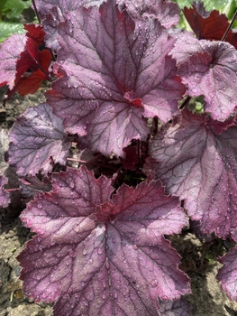 Гейхера Rex Purple горщик С1.5