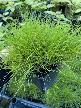 Вівсяниця Гаутері "Готьє" (Festuca Gautieri) горщик р9