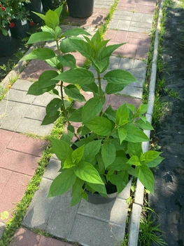 Гортензія волотиста Селекшн (Hydrangea paniculata Selection)