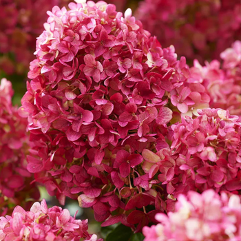 Гортензія Петіт Черрі (Hydrangea paniculata 'Petit Cherry') C1 2х річна
