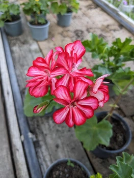 Плющелистная (ампельная) пеларгония Ivy Arctic Scarlet, подрощенное цветущее растение в горшке 400 мл