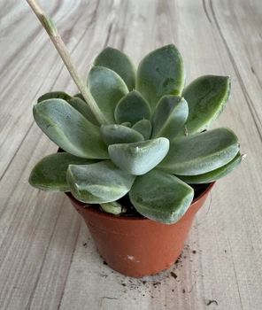 Ехеверия Echeveria Albicans D5.5 см Суккулент Комнатное растение