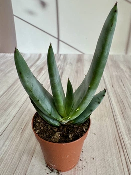 Алое Aloe Claviflora D5.5 см Суккулент Комнатное растение