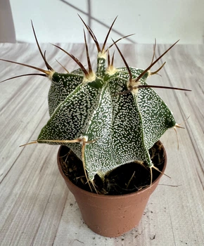 Астрофитум Astrophytum Ornatum D5.5 см Кактус Суккулент Комнатное растение