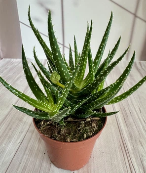 Алое Aloe Sp. Var. D8 см Суккулент Комнатное растение