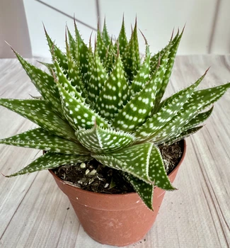 Гастералое Gasteraloe Zimflora D8 см Суккулент Комнатное растение