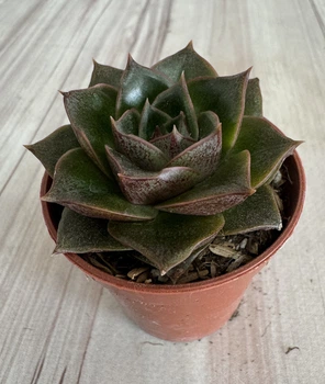 Ехеверія пурпузорум Echeveria Purpusorum D5.5 см Сукулент Кімнатна рослина