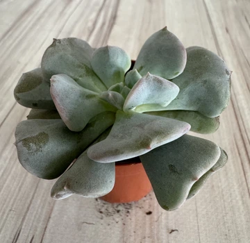 Ехеверия Echeveria Cubic Frost D5.5 см Суккулент Комнатное растение