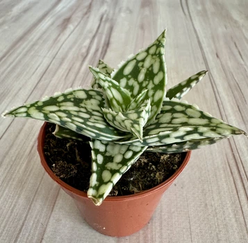Алое Aloe Sugar Crystal D5.5 см Суккулент Комнатное растение