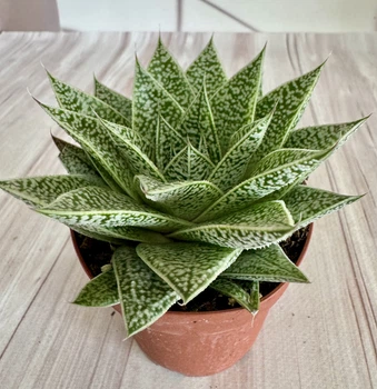 Гастерия Gasteria d'tiga D8 см Суккулент Комнатное растение
