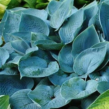 Хоста "Fragrant Blue"Саженцы многолетних цветов,многолетники, саженцы в горшках