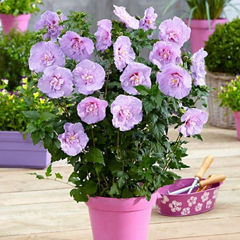 Гибискус деревовидний "Lavender Chiffon" саженцы ,садовые растения ,цветы