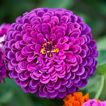 Семена Цинния изящная 'Purple Prince', Zinnia elegans 5 шт/уп