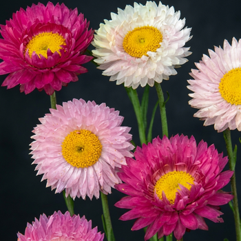 Семена Акроклиниум розовый 'Giant Flowered Mix', Helipterum roseum 10 шт/уп