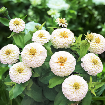 Семена Цинния изящная 'Polar Bear', Zinnia elegans 10 шт/уп