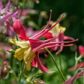Семена Аквилегия гибридная 'Koralle', Aquilegia Caerulea-Hybr. 10 шт/уп