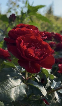 Саджанець троянди Cordula (Кордула) ВКС бордюрна