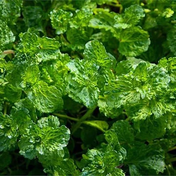 Саджанець М'ята Кучерява (Mentha crispa) горщик р9