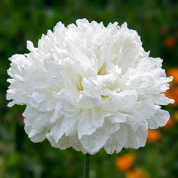 Семена Мак декоративный 'White Cloud', Papaver somniferum 10 шт/уп
