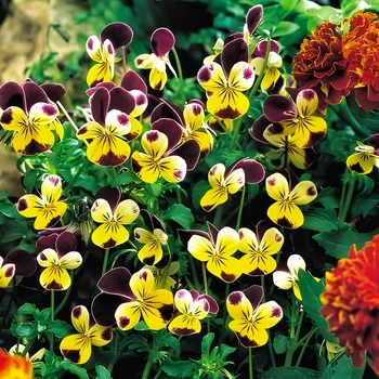 Семена Виола 'Helen Mount', Viola x cornuta 10 шт/уп
