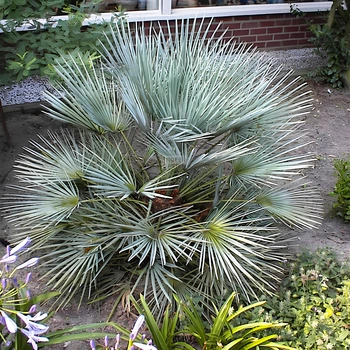 Семена Голубая средиземноморская веерная пальма, Chamaerops humilis var. cerifera 3 шт/уп