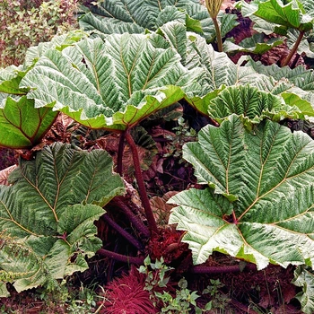 Насіння Гуннера інсигніс, Gunnera insignis 5 шт/уп