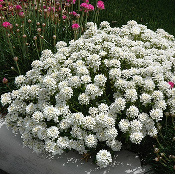 Семена Иберис вечнозелёный, Iberis sempervirens 5 шт/уп