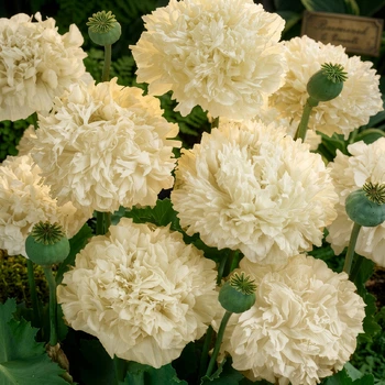 Семена Мак декоративный 'Cream Paeony', Papaver somniferum 10 шт/уп