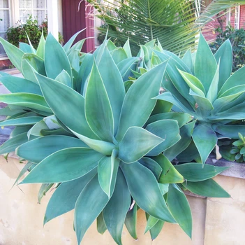 Семена Агава Аттенуата (Лисохвостная), Agave attenuata 3 шт/уп
