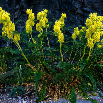 Семена Астрагал понтийский, Astragalus ponticus 5 шт/уп