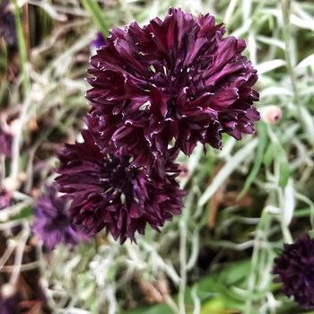 Семена Василек однолетний 'Black Ball', Centaurea cyanus 10 шт/уп
