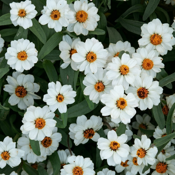 Семена Цинния линейная 'Tropic Snow', Zinnia linearis 10 шт/уп