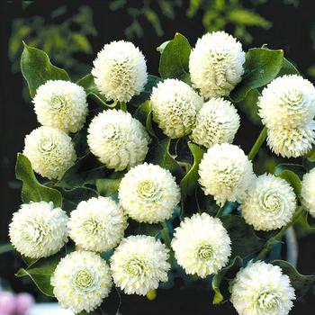 Семена Гомфрена белая, Gomphrena globosa 10 шт/уп